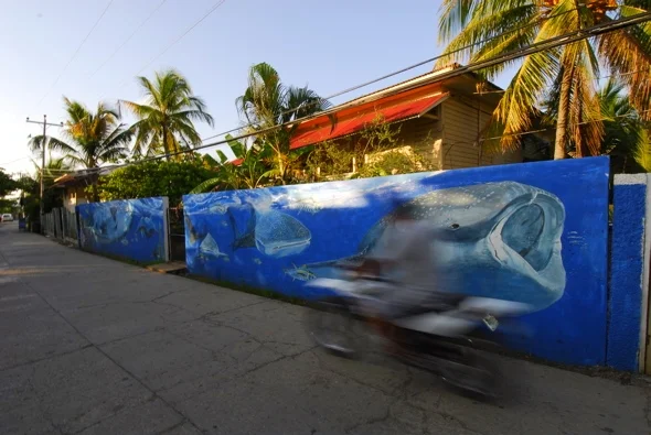 Utila Whale Wall Bike 2.jpg