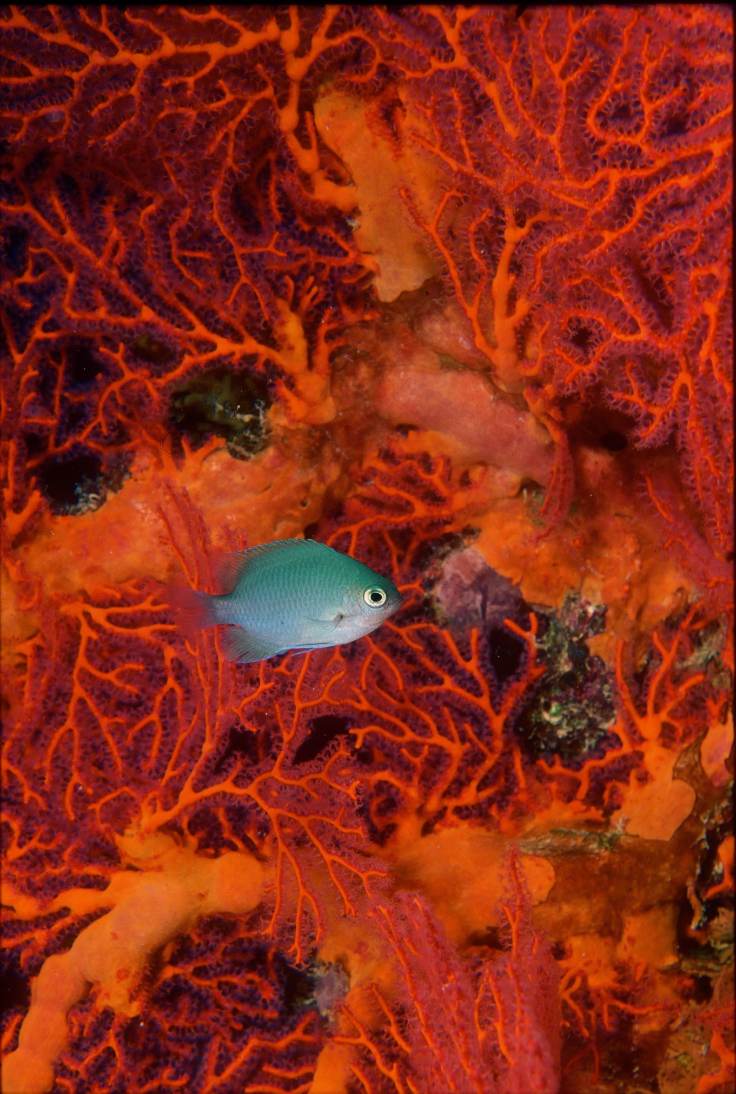 Fiji Red Fan Blue Fish_1.jpeg