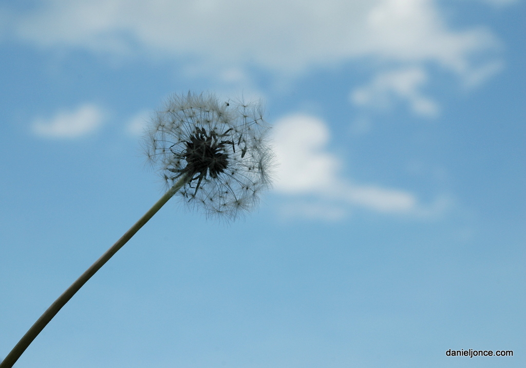 dandelion.jpeg