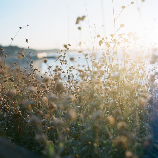 #Sunrise over #Malibu. Being an early riser earns me so many of these gorgeous moments; I only occasionally have a camera to capture it, and actually, i like it that way. Love the soft tones from @fujifilm_profilm #fuji400h. #ishootfilm #fujifilm #st