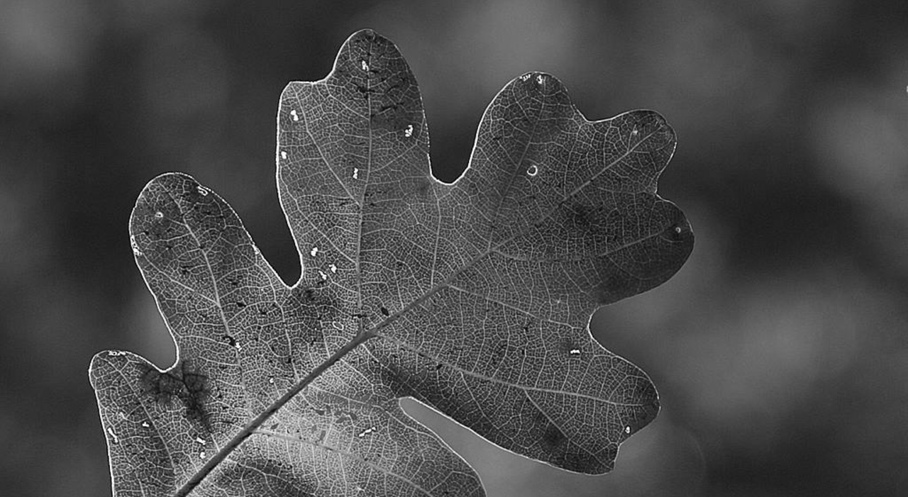 Leaf, Zion National Park by Jon Sullivan