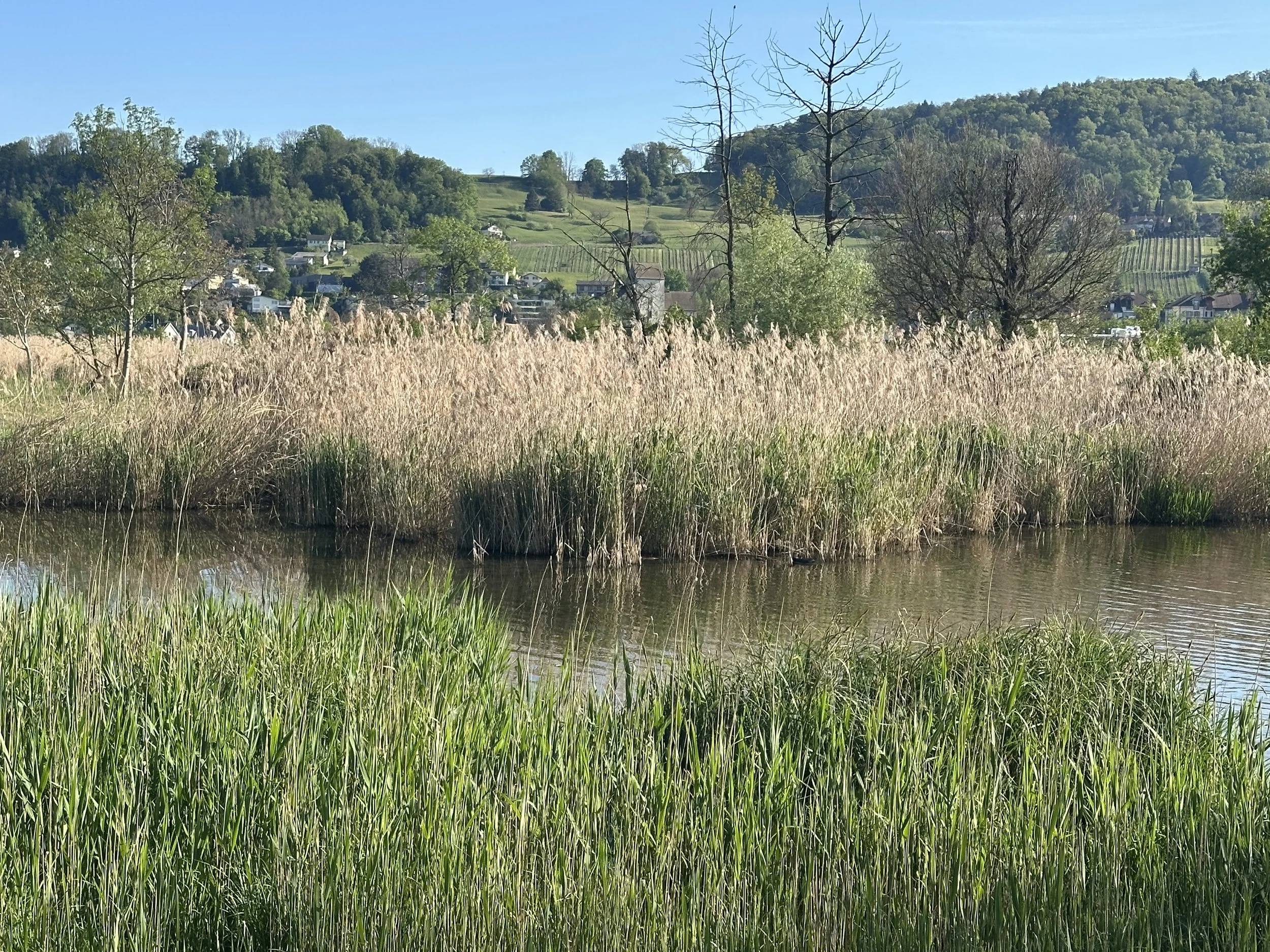 IMG_6169.jpeg