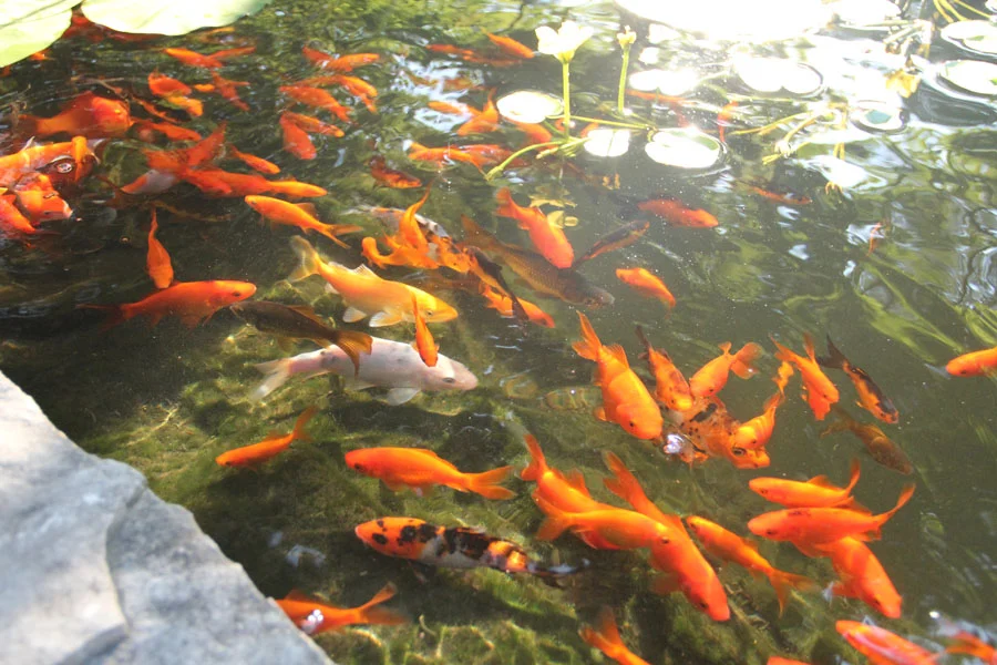 Koi Fish Gallery — Koi Story