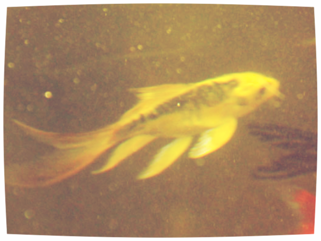 Transient