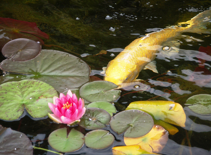 How To Maintain A Koi Pond So It Stays Beautiful