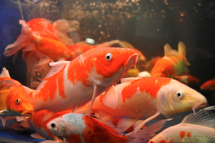 Koi Carp Breeding | Complete Guide