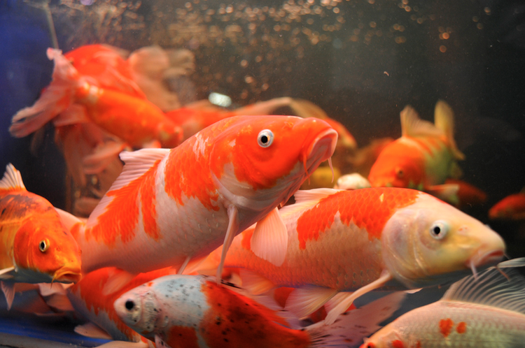 The Basics Of Koi Breeding Part I Koi Story