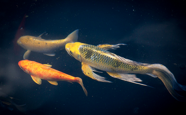 Butterfly koi, while beautiful, have yet to be fully welcomed into the koi community.