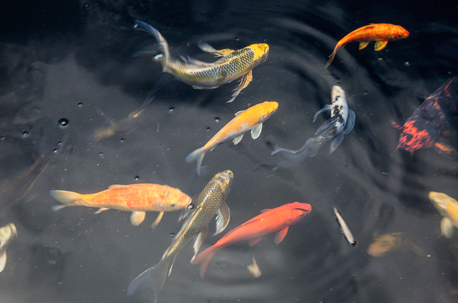 A butterfly koi’s fin to body ratio differs from a traditional koi’s.