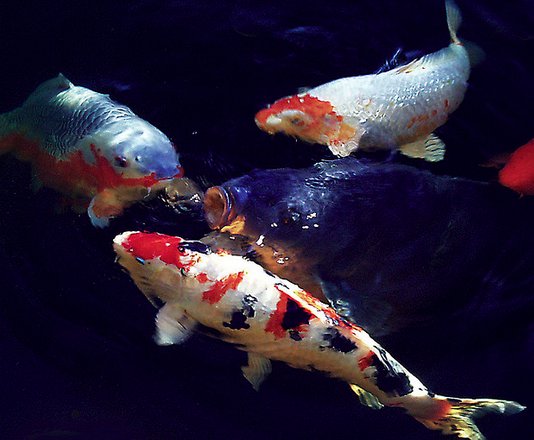 hồ cá Koi cần những gì