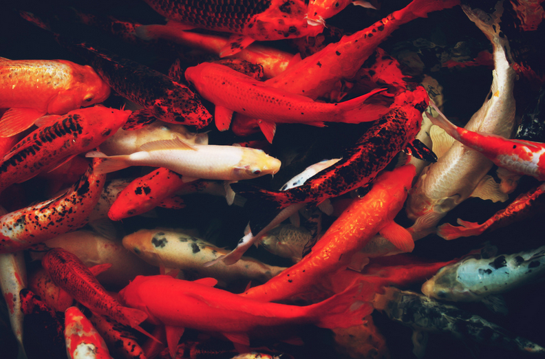 small koi fish price