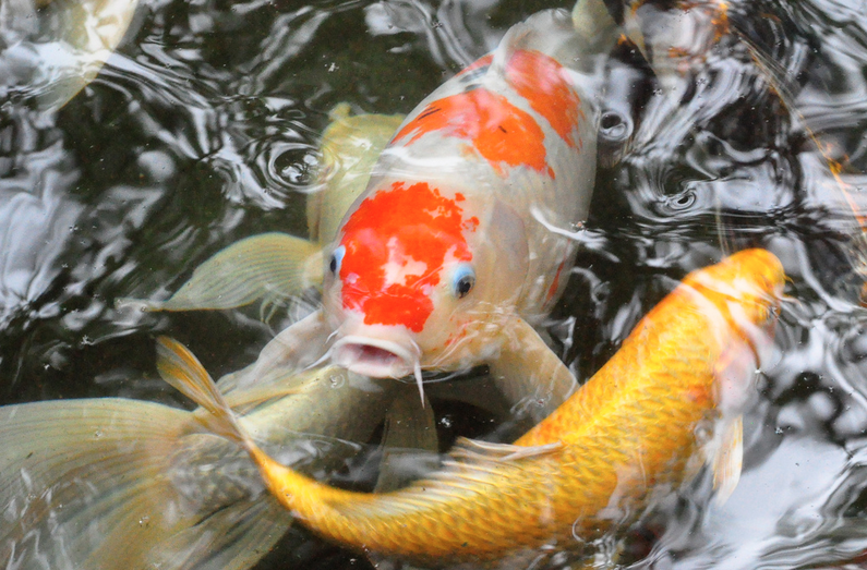 All About Koi: Fish Facts — Koi Story