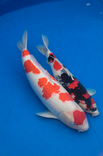 Across the Spectrum: Koi Fish Colors — Koi Story