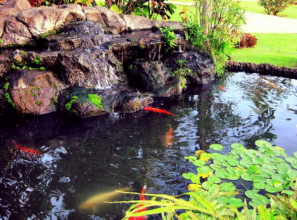 Waterfalls reduce the risk of disease in koi and help fight off algae.