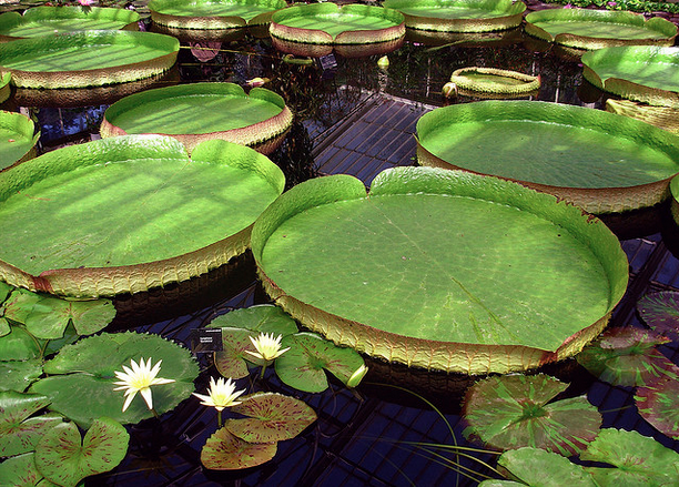 The Benefits of a Koi Water Garden — Koi Story