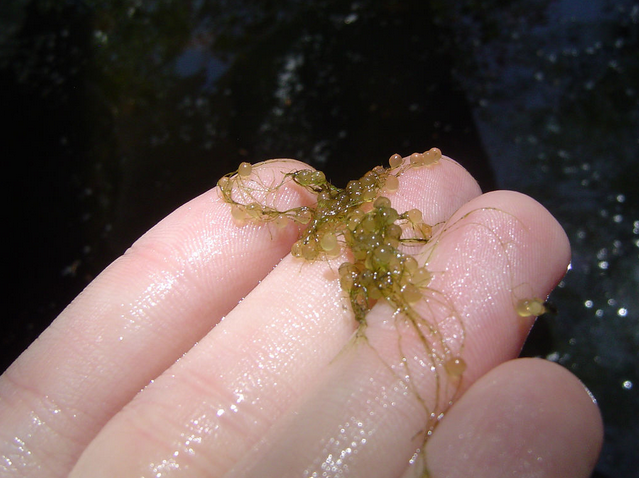 big bear animal hospital