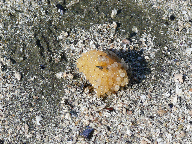 Fish eggs, such as these, appear in springtime during breeding season.