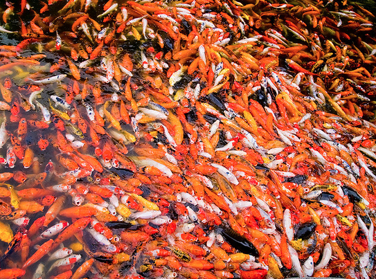 An over-populated pond may cause some strange behavior in your koi.