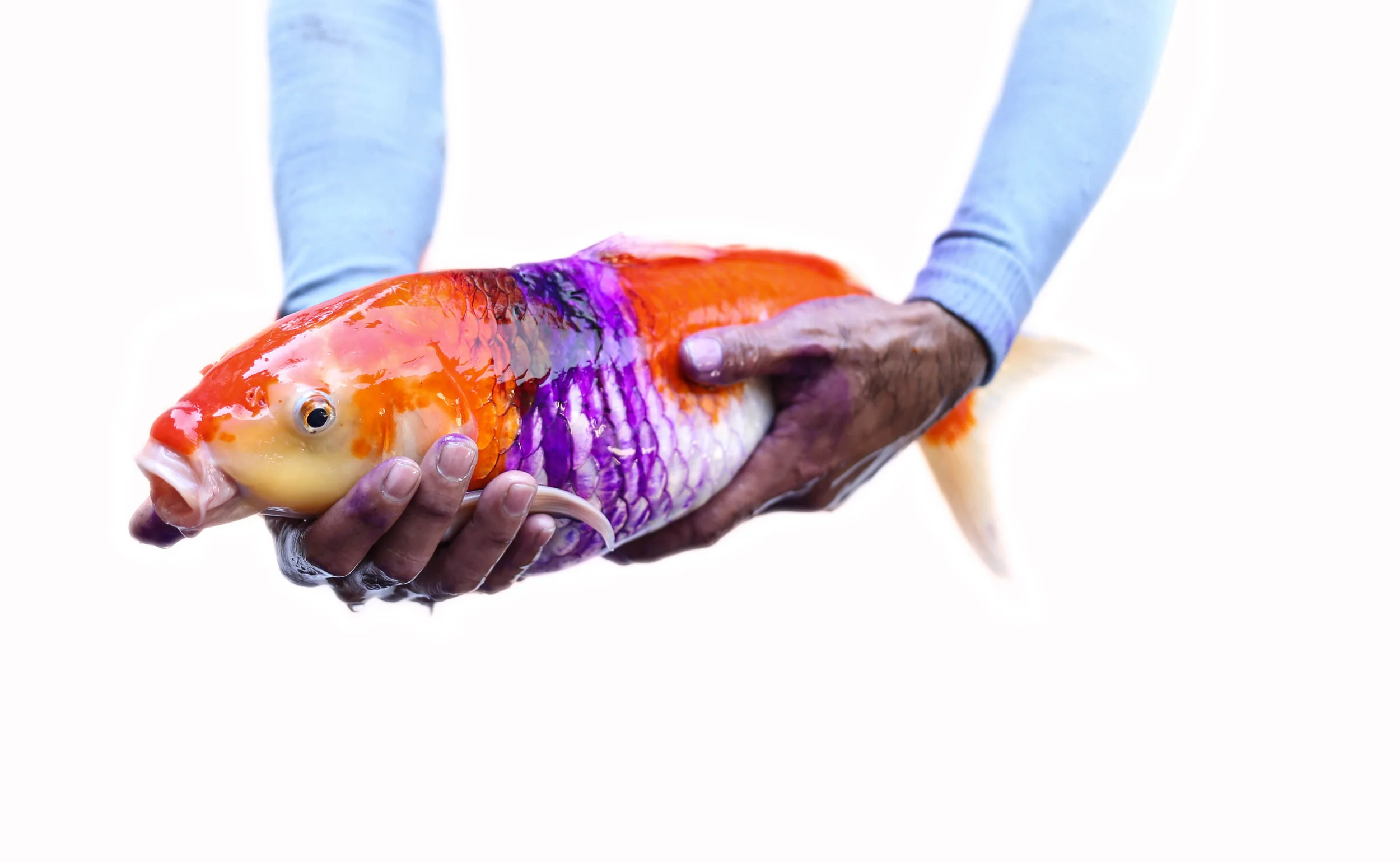 Koi Fish Gallery — Koi Story