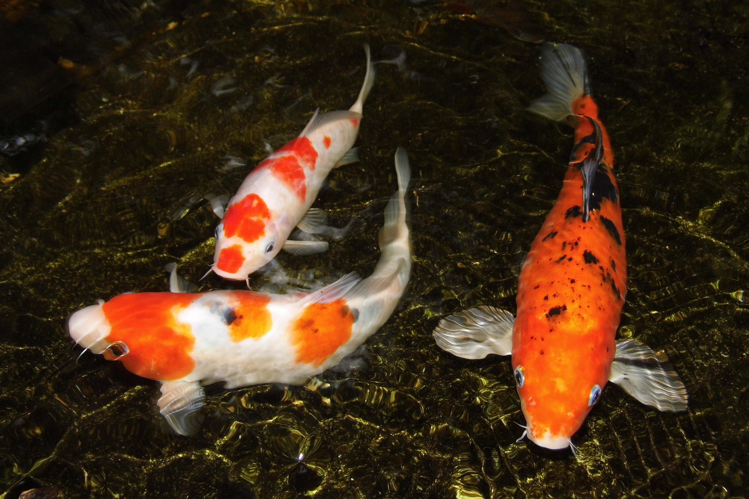 koi fish travel in groups of 4