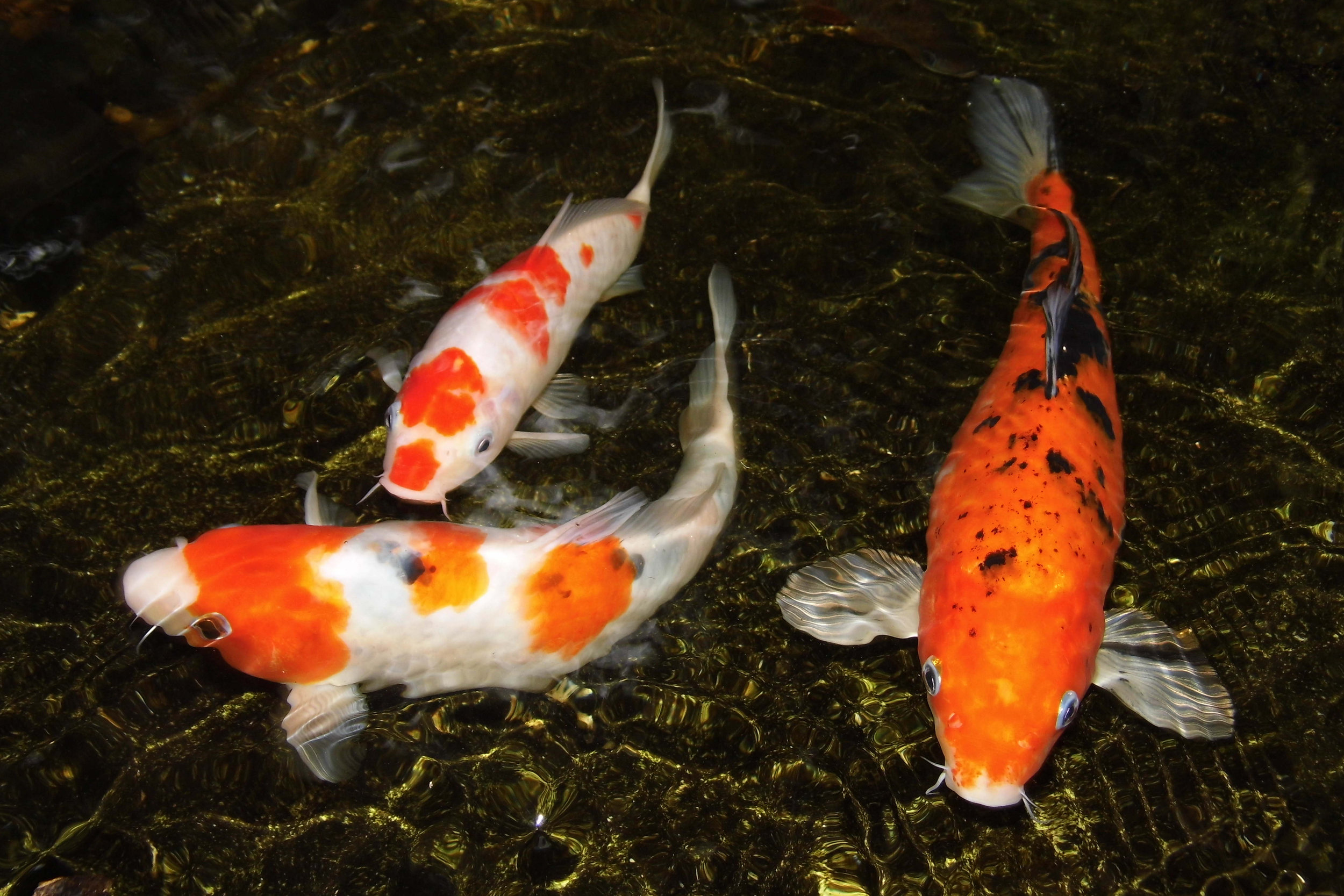 Koi Fish Gallery — Koi Story