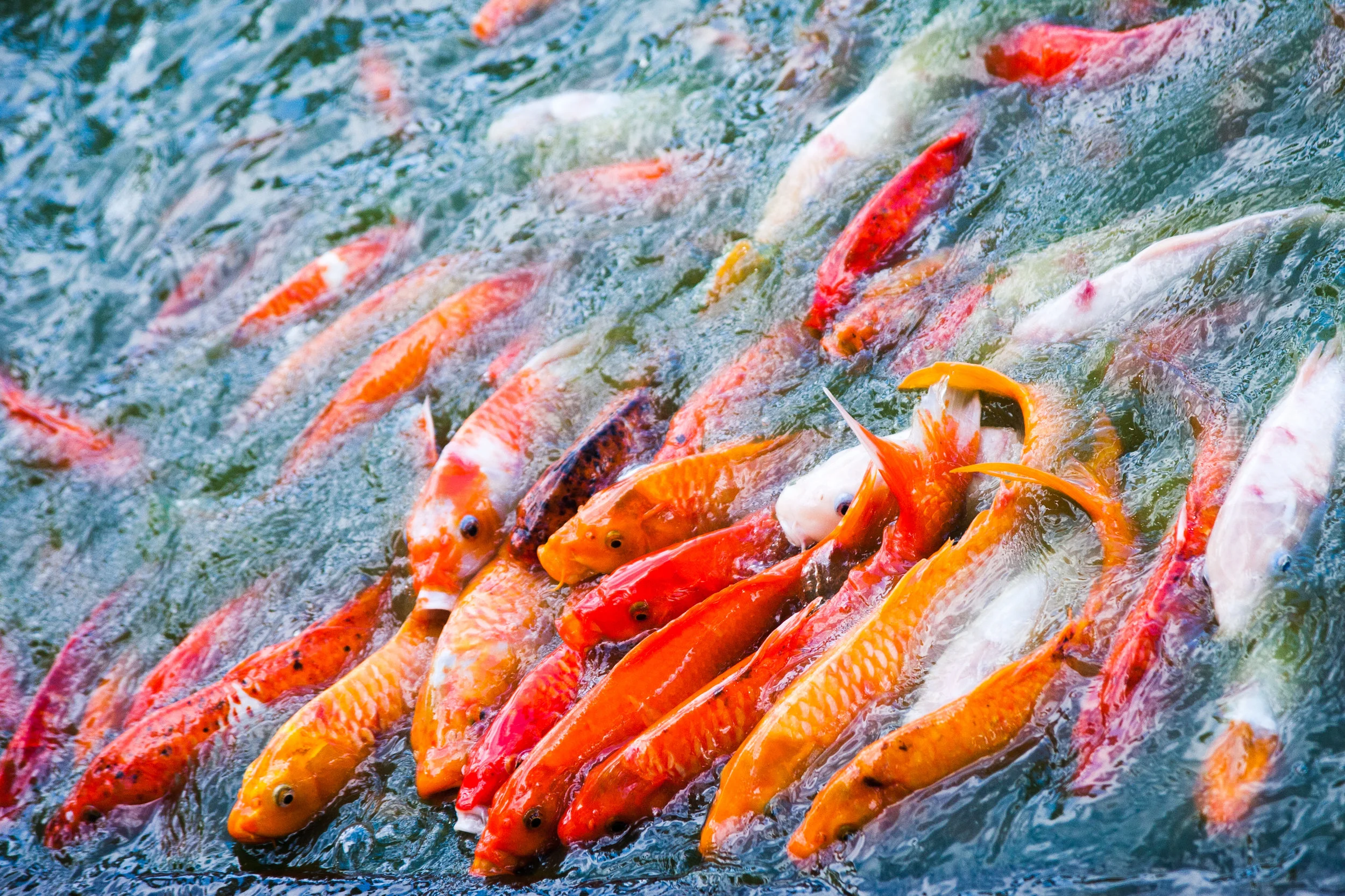 Koi Fish Gallery — Koi Story