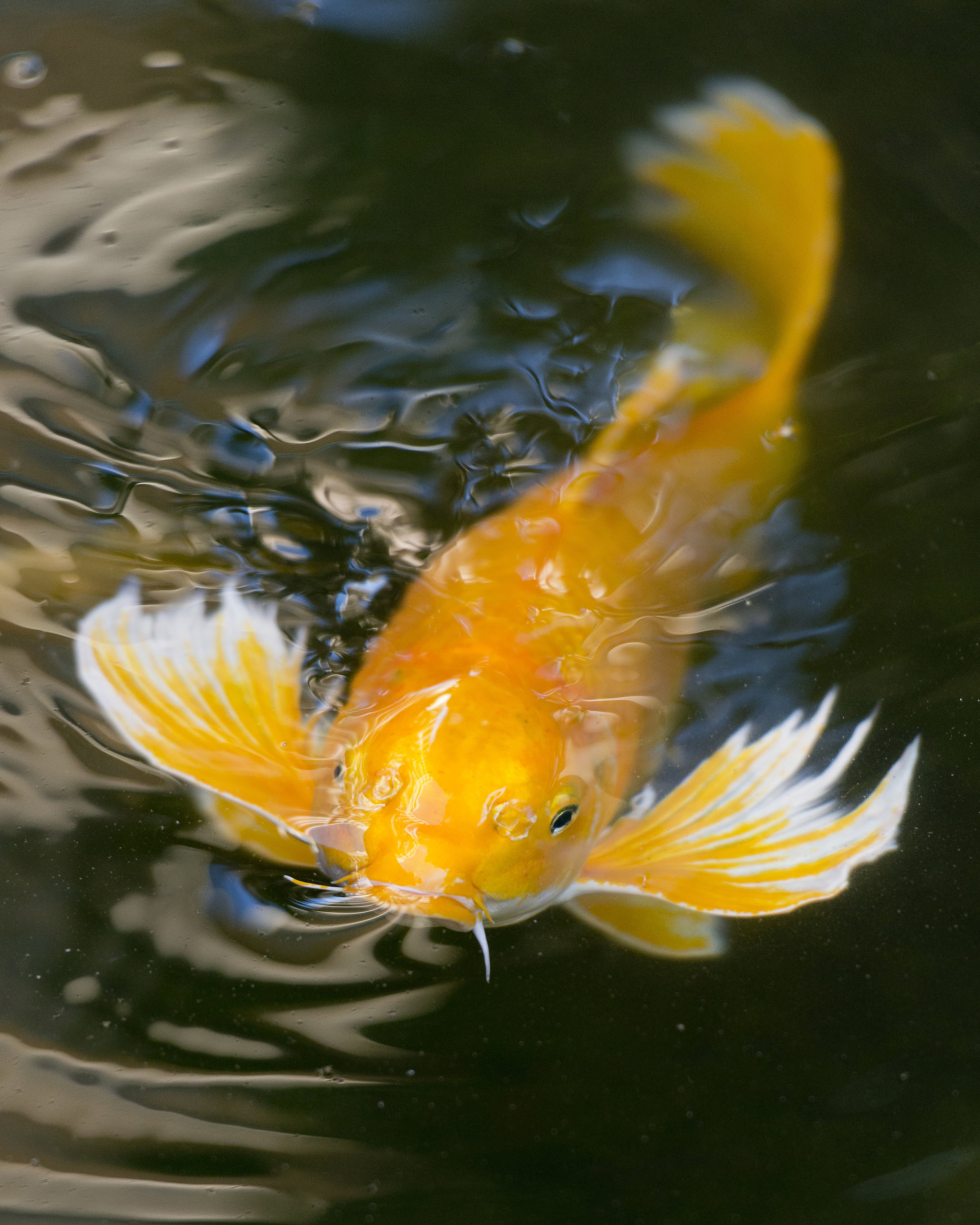 Raising Koi — Koi Story