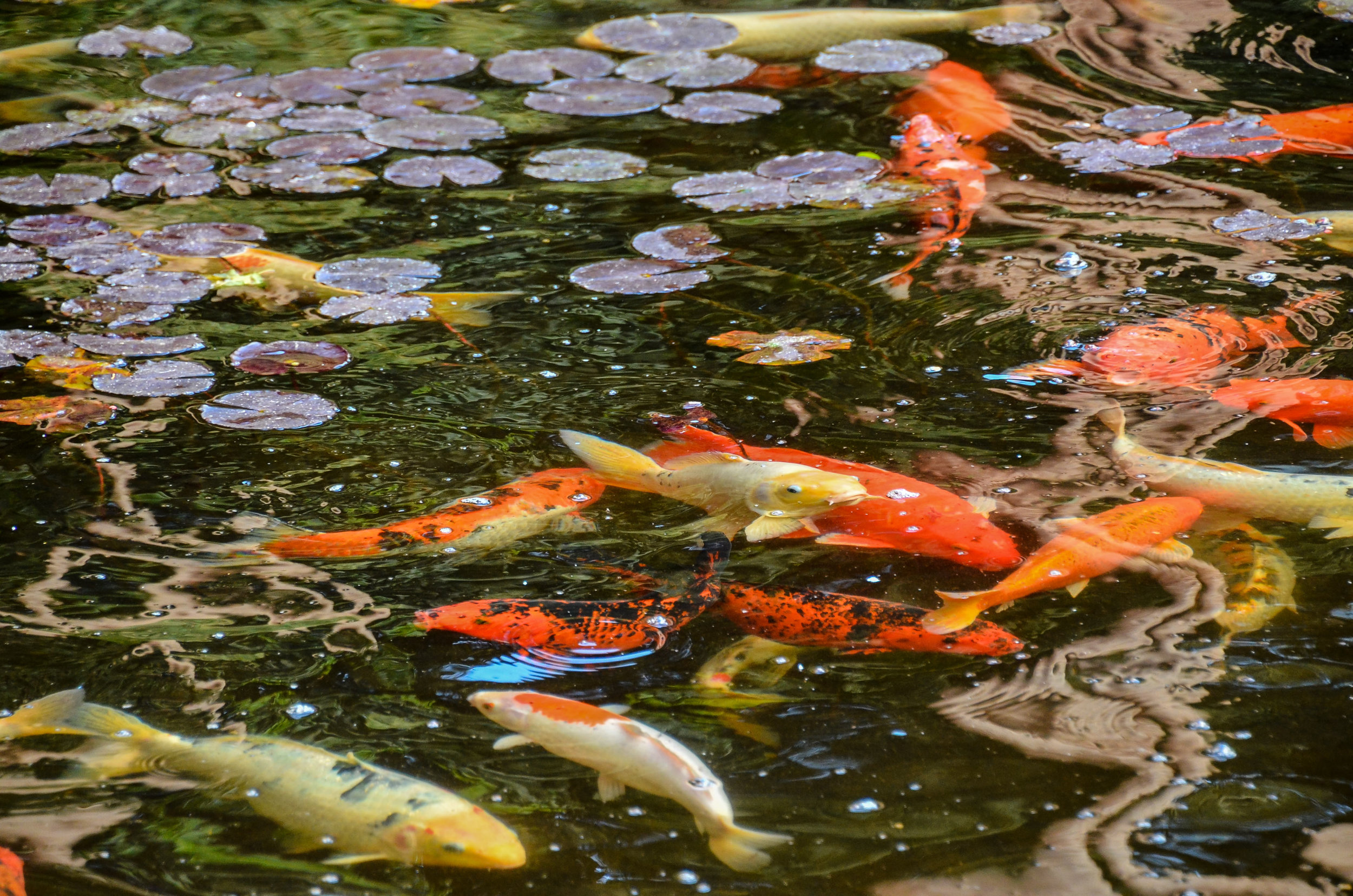 Pond Fish Identification Chart