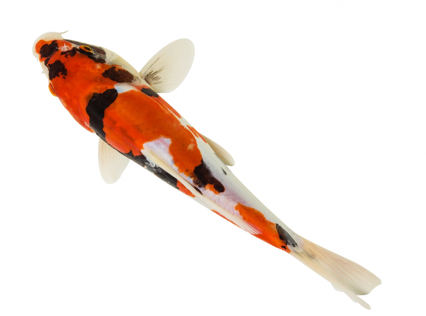 Koi Fish Color Meaning Chart