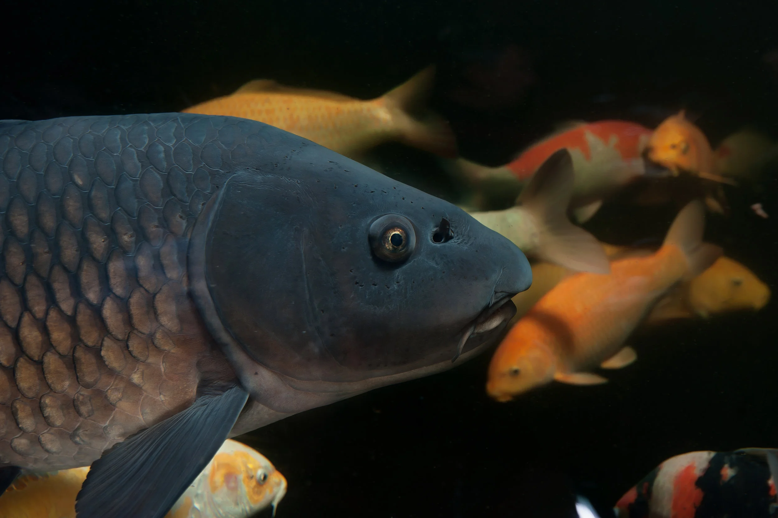 A common carp swimming among koi