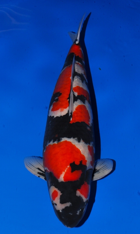 The most expensive koi fish ever sold.