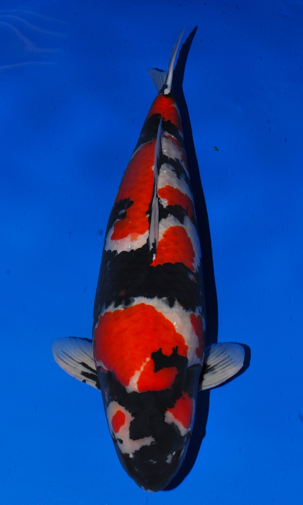 gold koi fish price