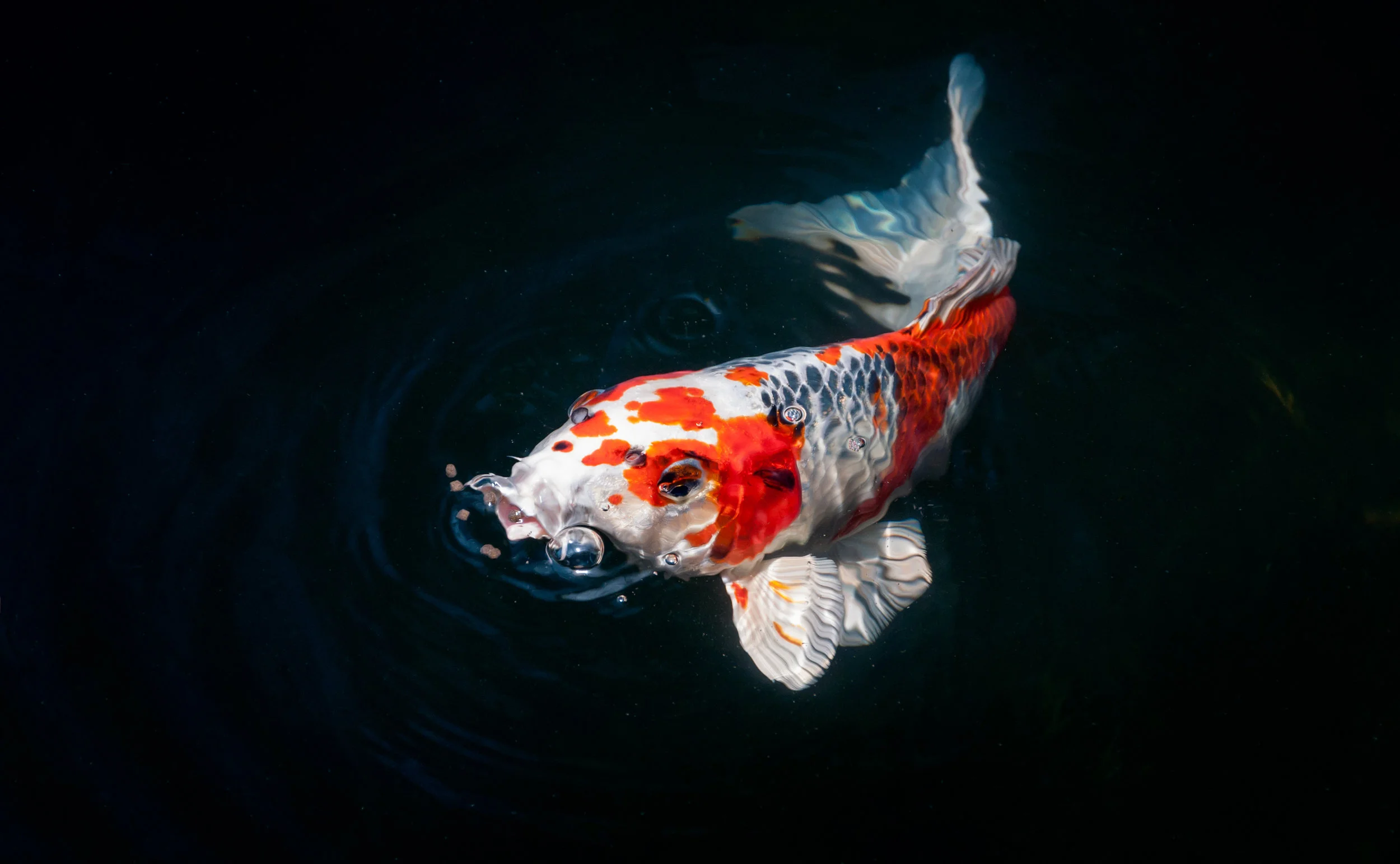 Koi fish eating