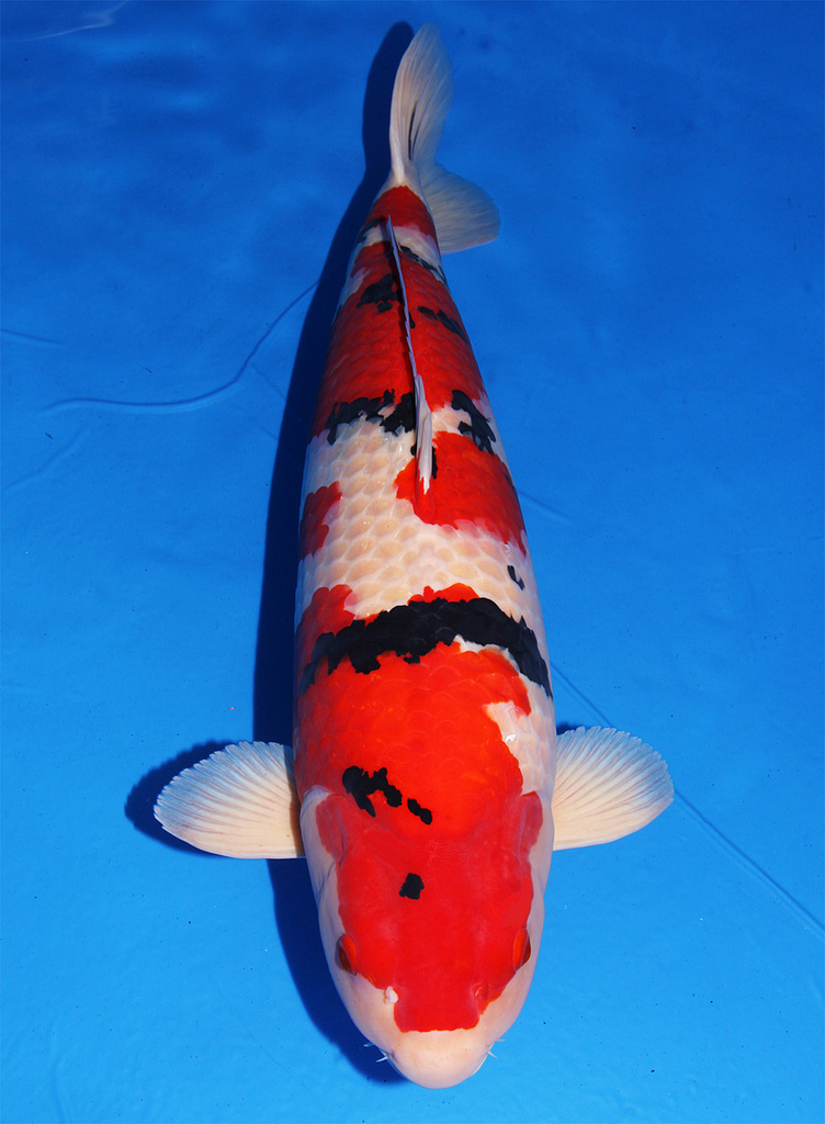 giống cá Koi đẹp