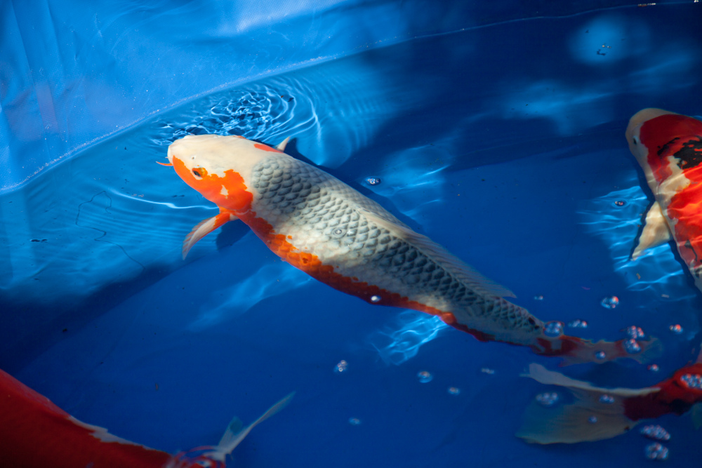 giống cá Koi đẹp