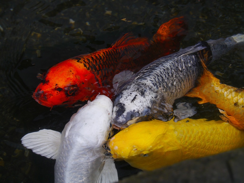 Hikari koi and a Kinginrin 