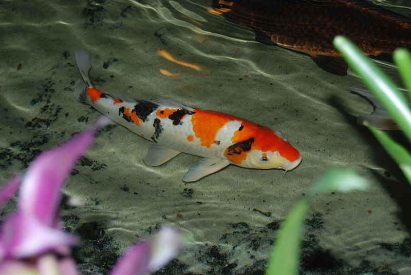 Everything You Need To Know About Sanke Koi Fish — Koi Story