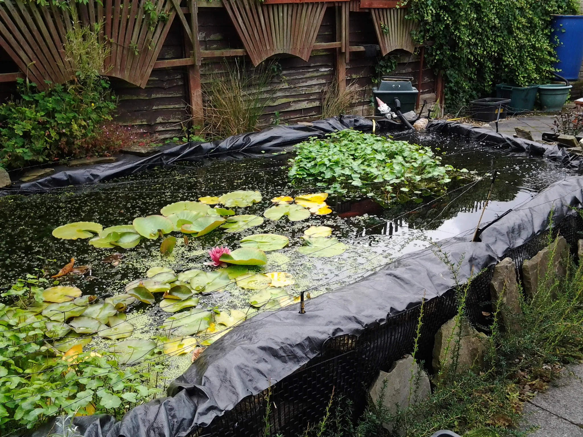 How To Protect Your Koi Pond From Herons — Koi Story
