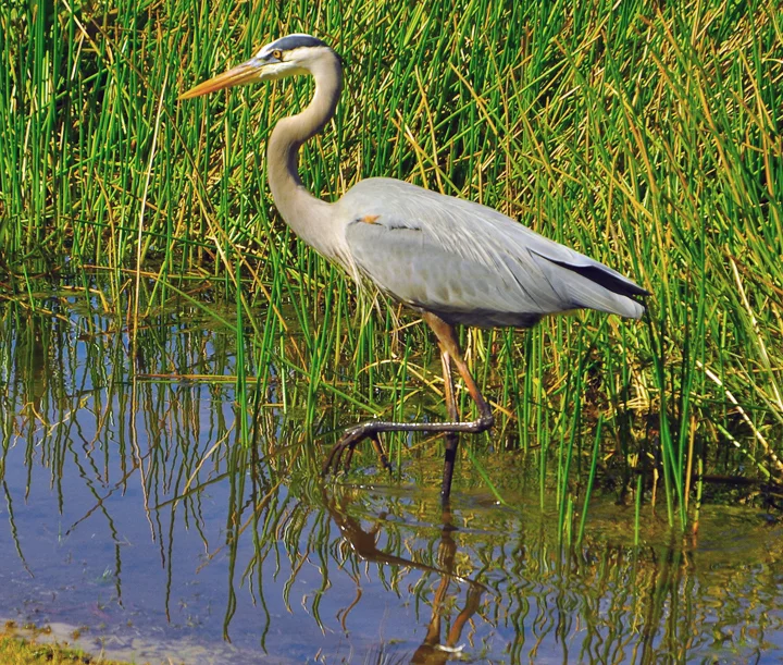 How To Protect Your Koi Pond From Herons