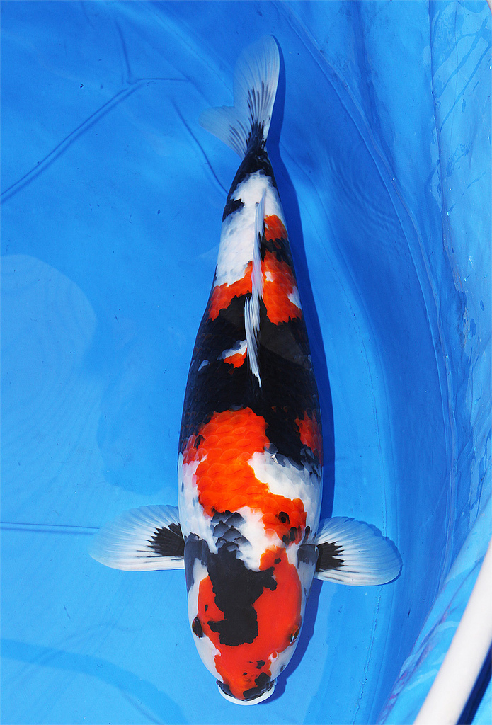 All About the Stunning Showa Koi fish — Koi Story