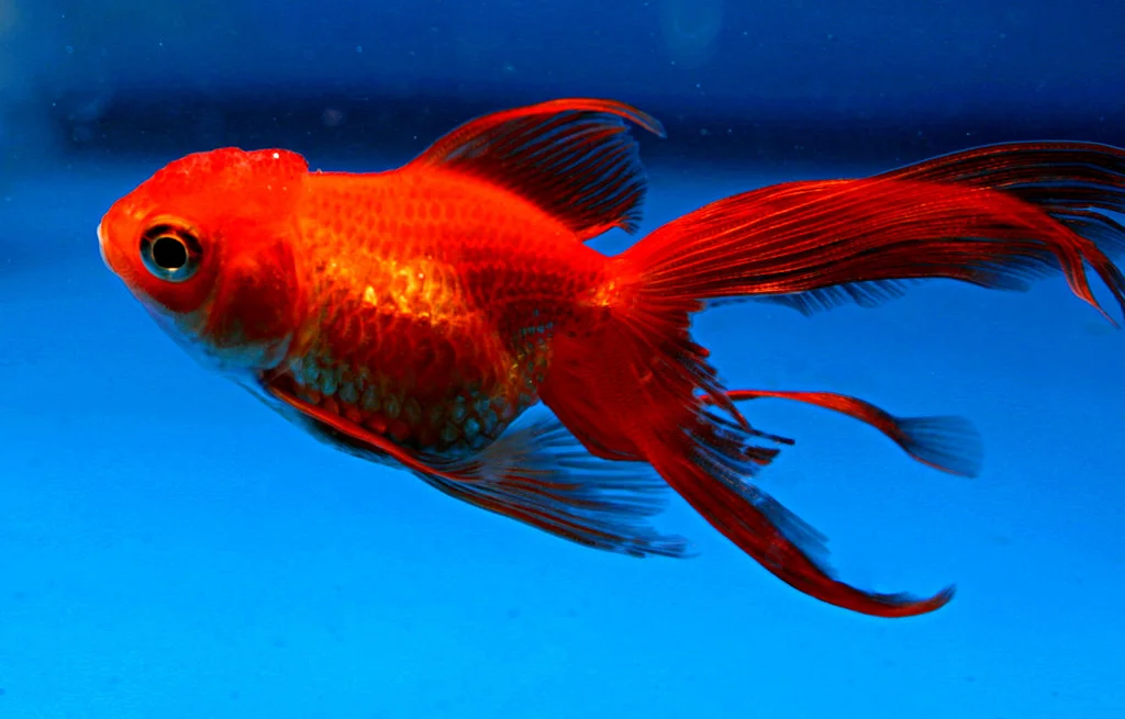 koi vs goldfish.jpg
