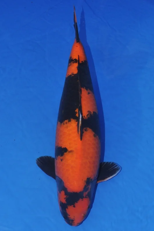 the less common Hi Utsurimono