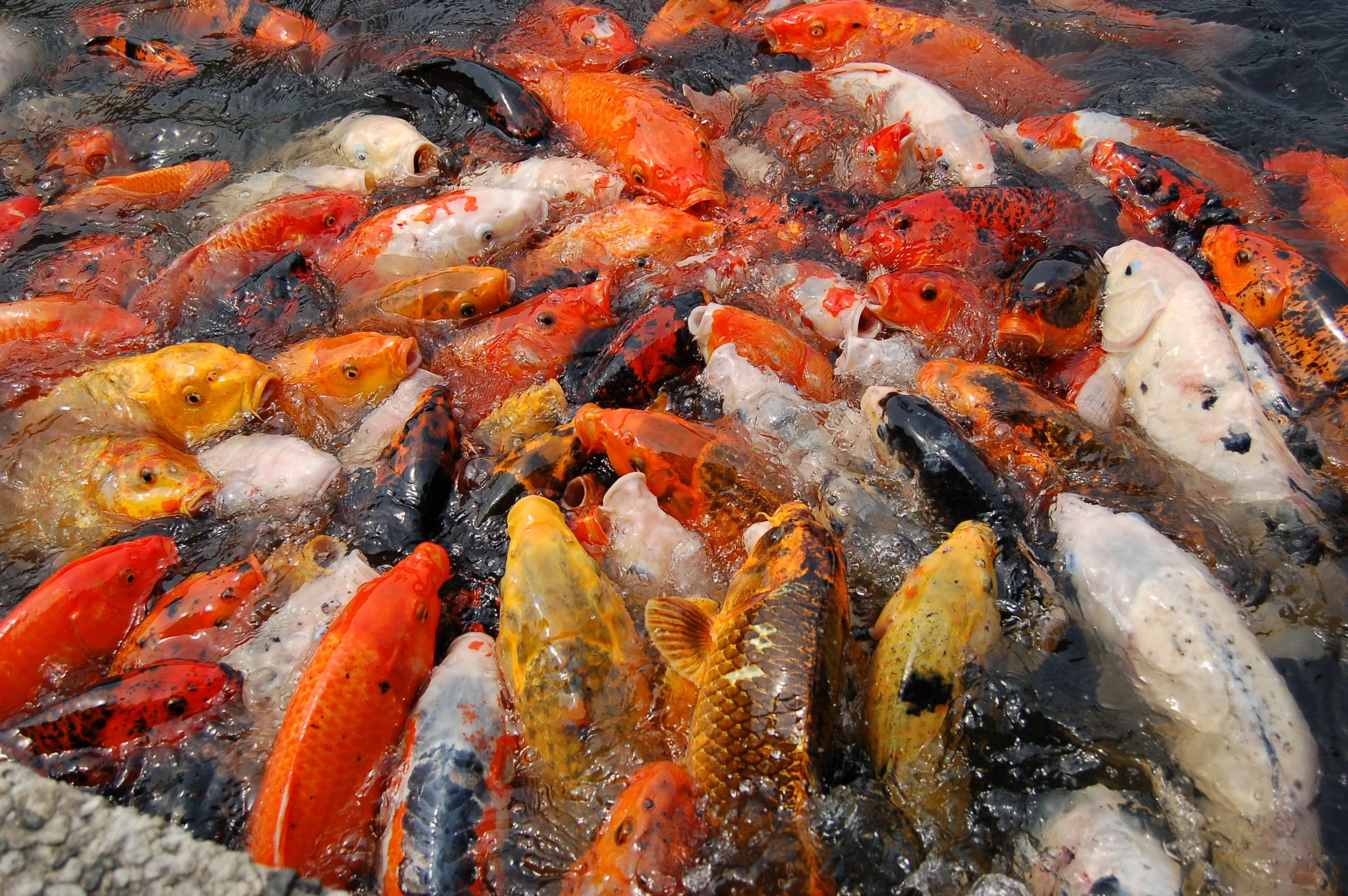 Koi_feeding,_National_Arboretum.jpg