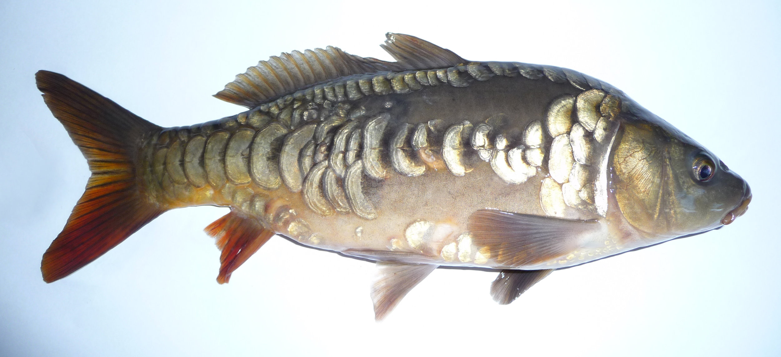 Shusui Koi Fish: What Sets Them Apart from Other Koi? — Koi Story