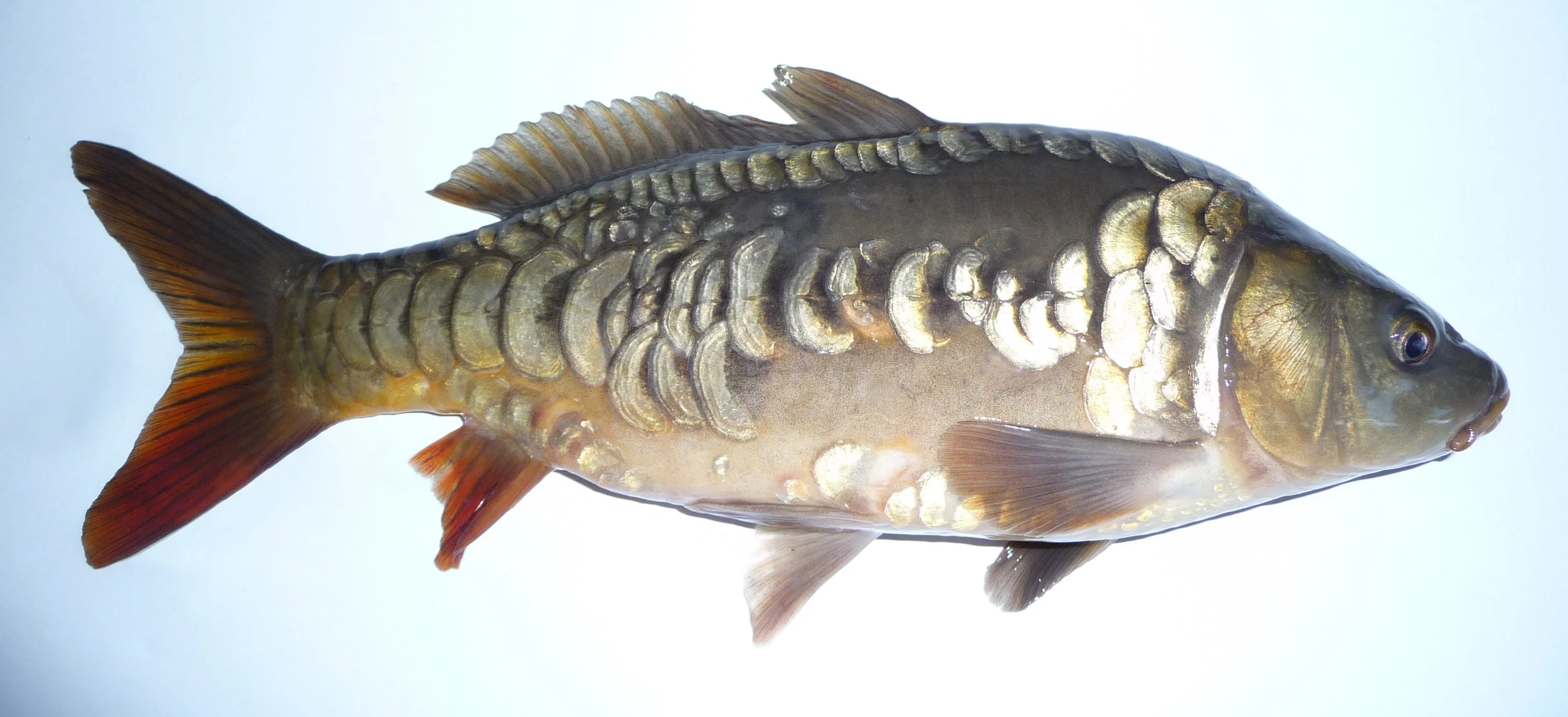 Mirror_carp_2008_G1.jpg