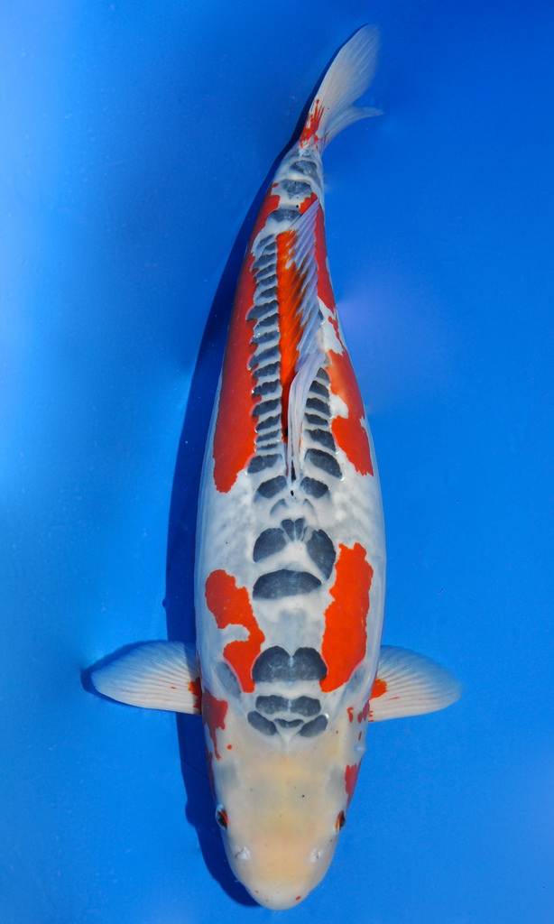 Shusui Koi Fish: What Sets Them Apart from Other Koi? — Koi Story