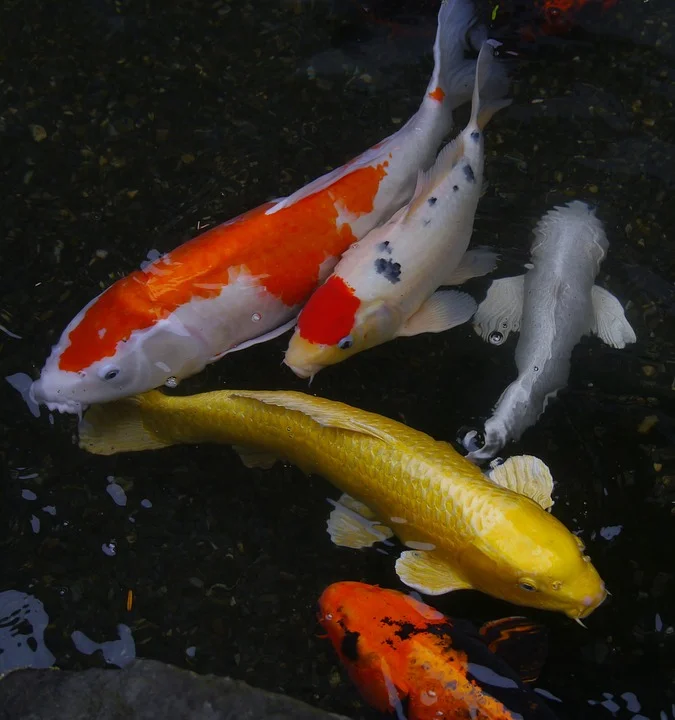 ghost koi.jpg