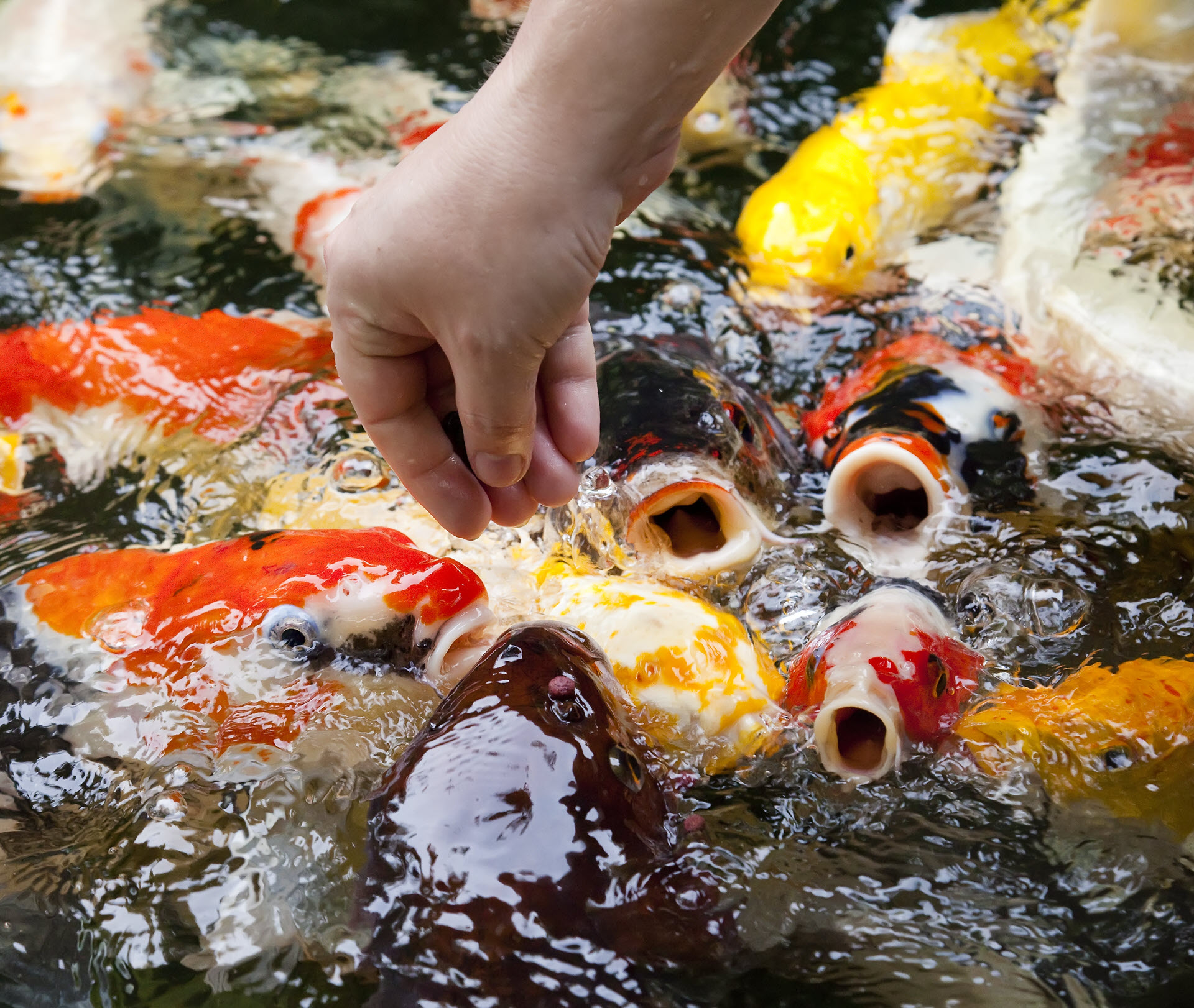 What to feed fish in a pond? Developing a feeding program for your