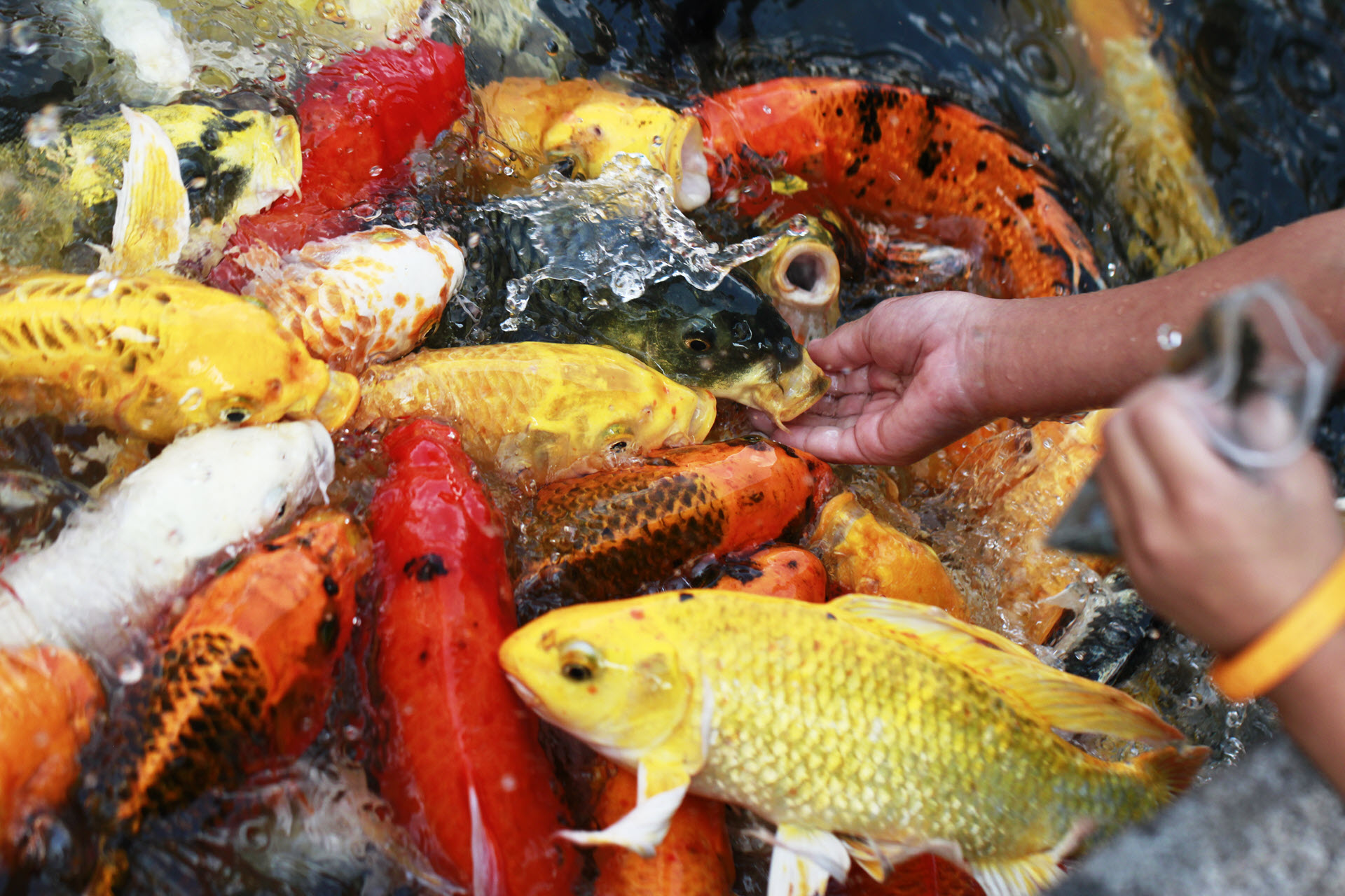 How many times we need to feed fish?