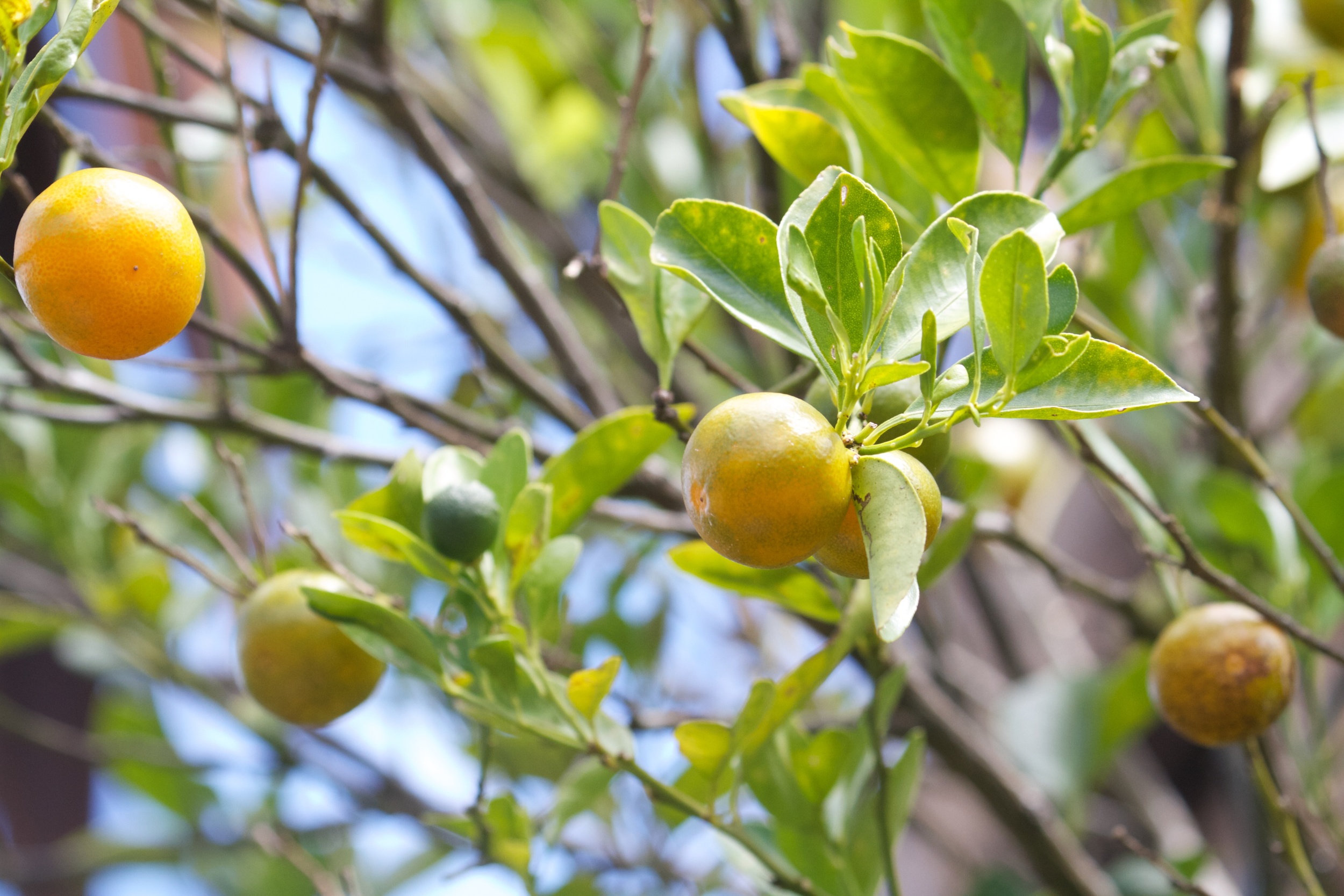 Cumquats